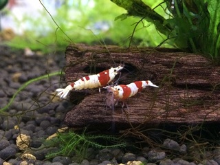 20150705.jpg
