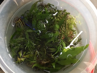 20160619.jpg