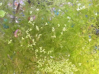 20160705.jpg