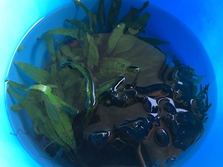 20160726.jpg